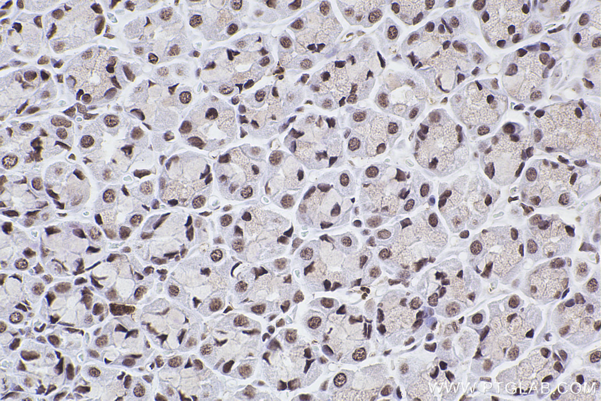 Immunohistochemical analysis of paraffin-embedded rat stomach tissue slide using KHC2465 (SMC1A IHC Kit).