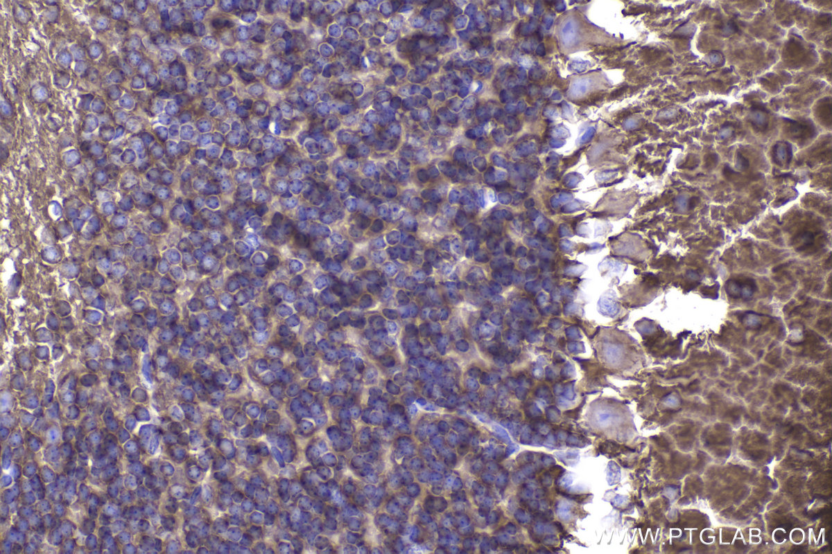 Immunohistochemical analysis of paraffin-embedded mouse cerebellum tissue slide using KHC2335 (SNAP25 IHC Kit).