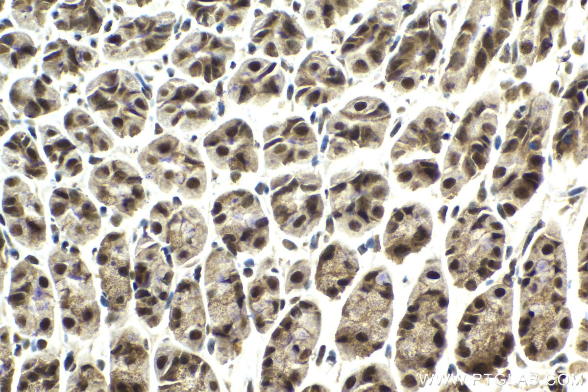 Immunohistochemical analysis of paraffin-embedded mouse stomach tissue slide using KHC2118 (SNRNP200 IHC Kit).