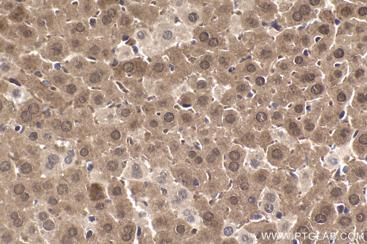 Immunohistochemical analysis of paraffin-embedded mouse liver tissue slide using KHC1950 (SRA1 IHC Kit).