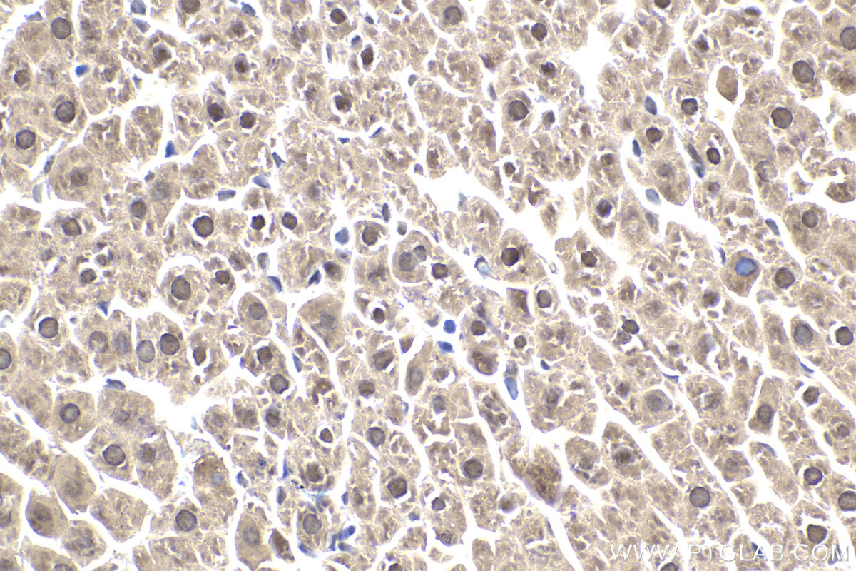 Immunohistochemical analysis of paraffin-embedded rat liver tissue slide using KHC1950 (SRA1 IHC Kit).