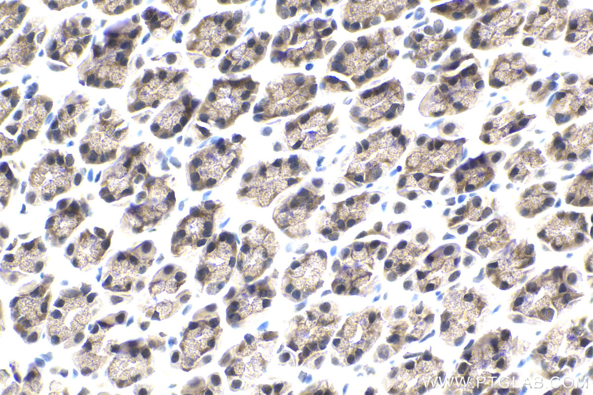 Immunohistochemical analysis of paraffin-embedded rat stomach tissue slide using KHC1950 (SRA1 IHC Kit).