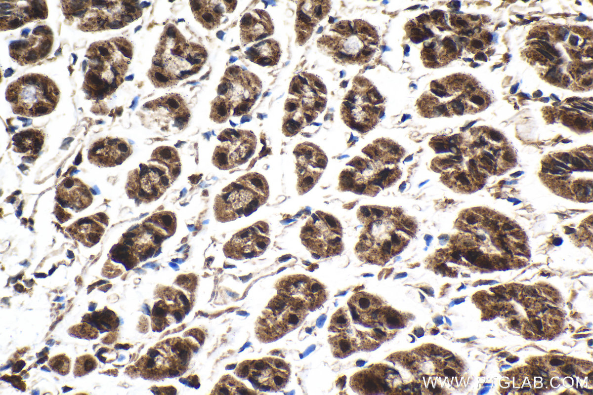 Immunohistochemical analysis of paraffin-embedded mouse stomach tissue slide using KHC2105 (SRGAP2 IHC Kit).