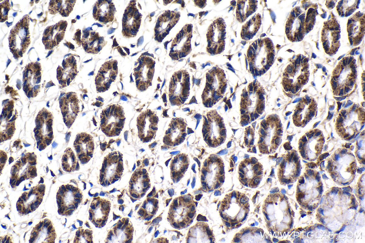 Immunohistochemical analysis of paraffin-embedded rat stomach tissue slide using KHC2105 (SRGAP2 IHC Kit).