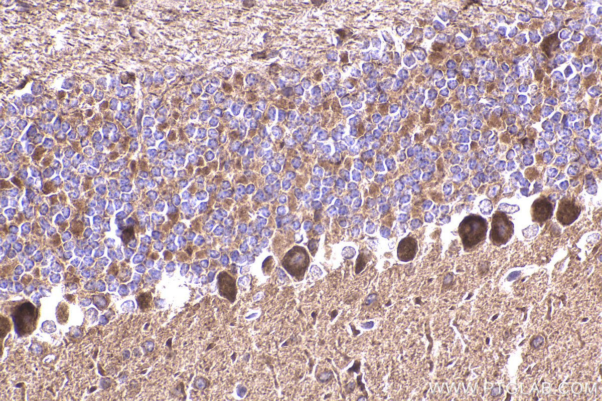 Immunohistochemical analysis of paraffin-embedded mouse cerebellum tissue slide using KHC2364 (SRPK2 IHC Kit).