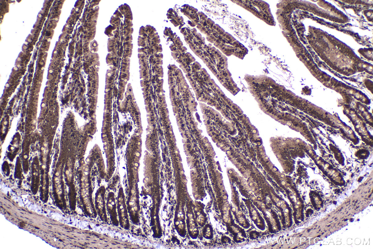 Immunohistochemical analysis of paraffin-embedded rat small intestine tissue slide using KHC2237 (STIP1 IHC Kit).