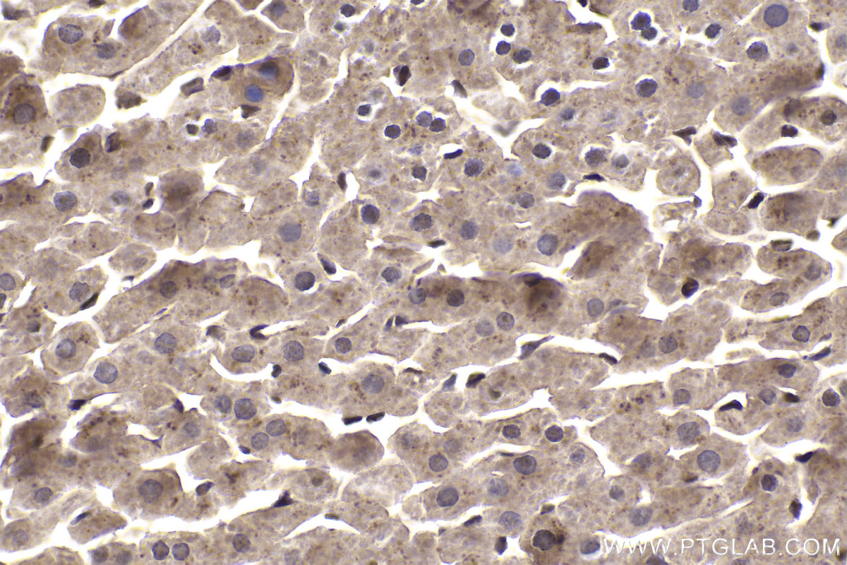 Immunohistochemical analysis of paraffin-embedded rat liver tissue slide using KHC2003 (STUB1 IHC Kit).