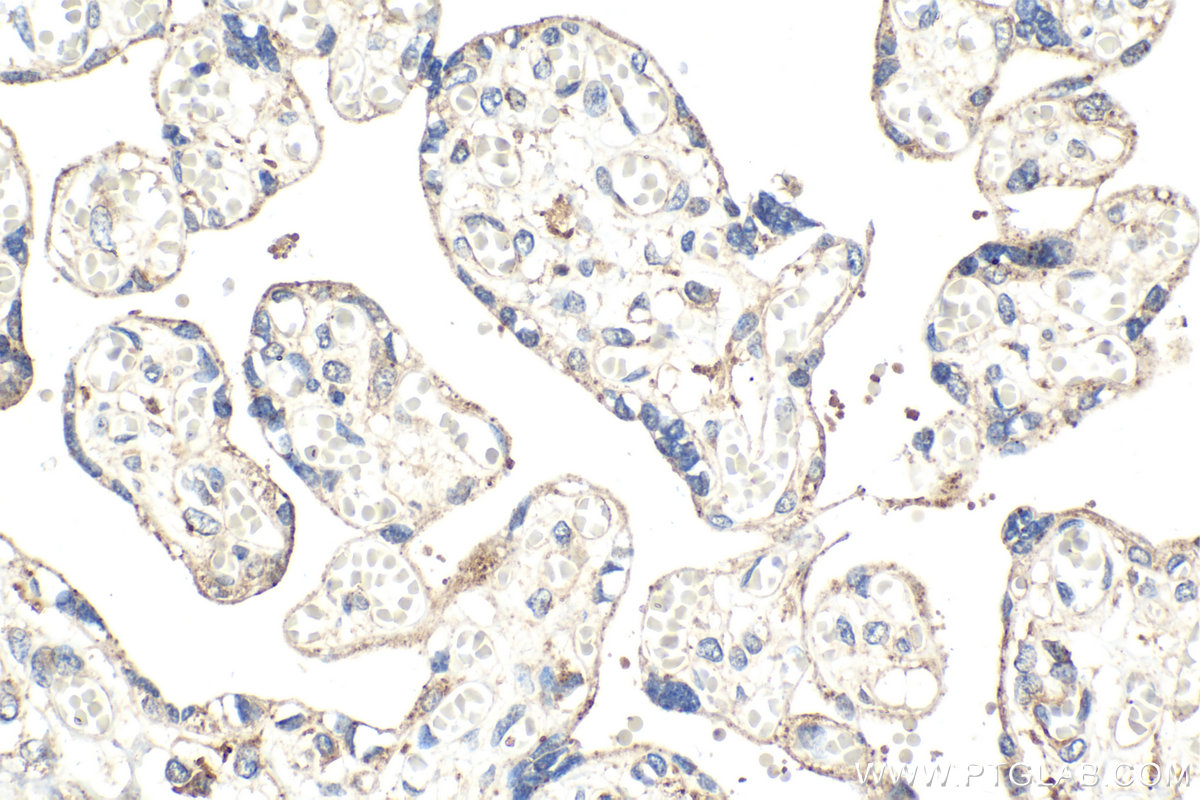 Immunohistochemical analysis of paraffin-embedded human placenta tissue slide using KHC2098 (STX10 IHC Kit).