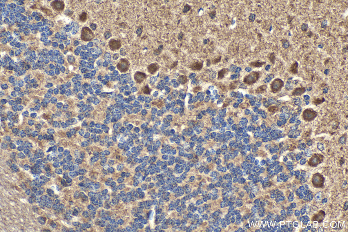 Immunohistochemical analysis of paraffin-embedded mouse cerebellum tissue slide using KHC2098 (STX10 IHC Kit).