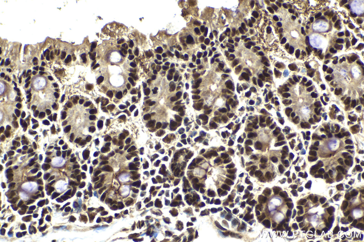 Immunohistochemical analysis of paraffin-embedded mouse small intestine tissue slide using KHC2026 (SUPT16H IHC Kit).