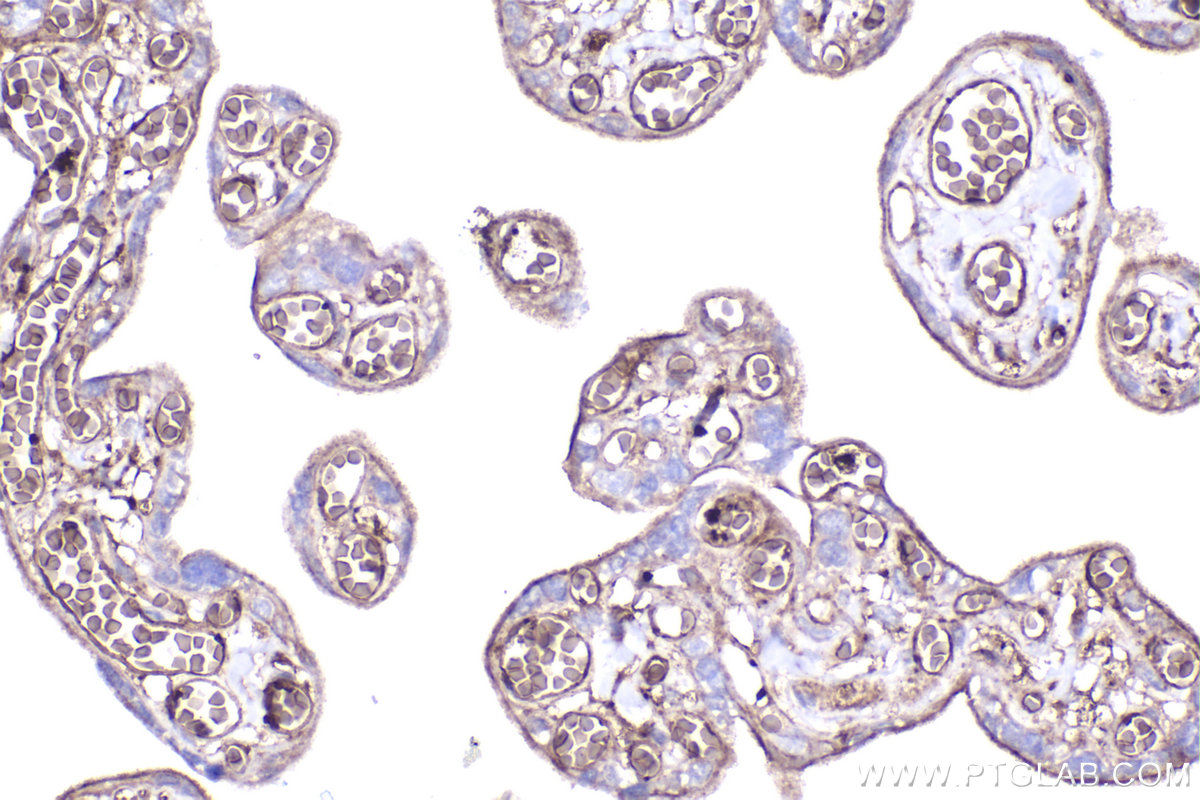 Immunohistochemical analysis of paraffin-embedded human placenta tissue slide using KHC2213 (STOM IHC Kit).