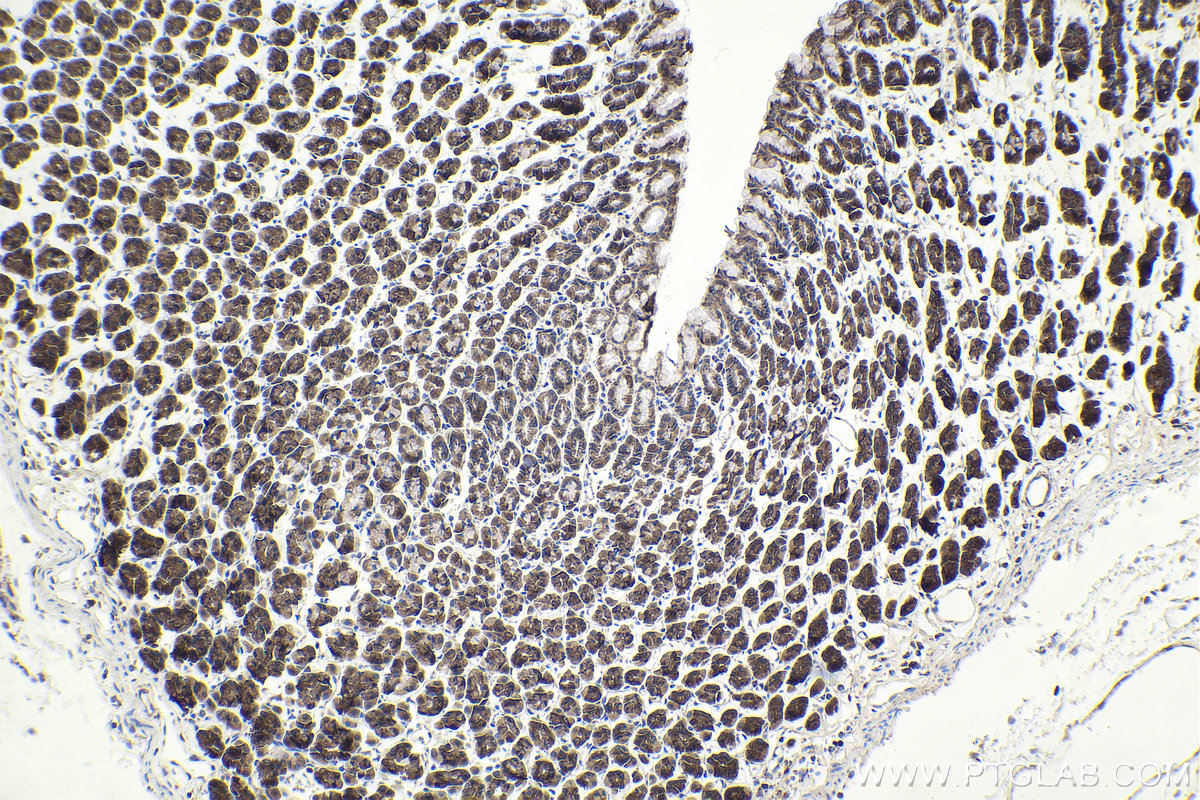 Immunohistochemical analysis of paraffin-embedded rat stomach tissue slide using KHC1939 (TASL/CXorf21 IHC Kit).