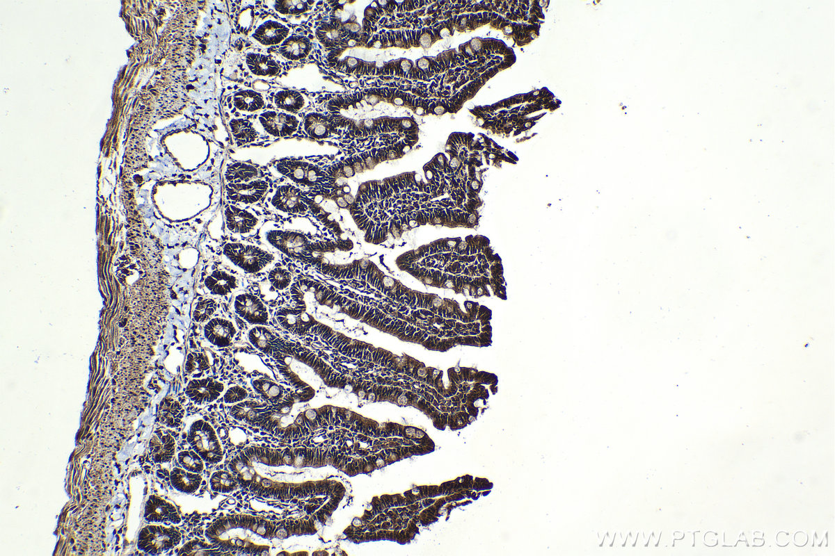Immunohistochemical analysis of paraffin-embedded rat small intestine tissue slide using KHC2109 (TMEM127 IHC Kit).