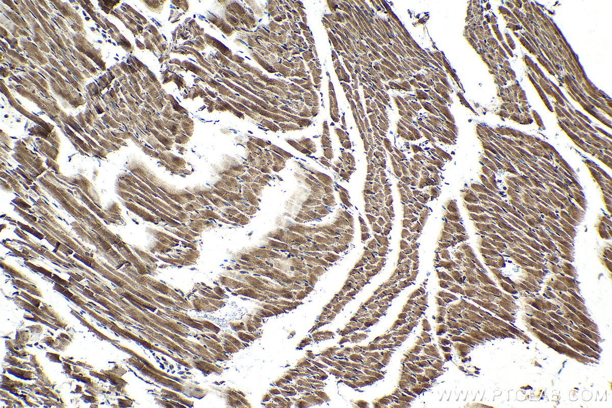 Immunohistochemical analysis of paraffin-embedded rat heart tissue slide using KHC2109 (TMEM127 IHC Kit).