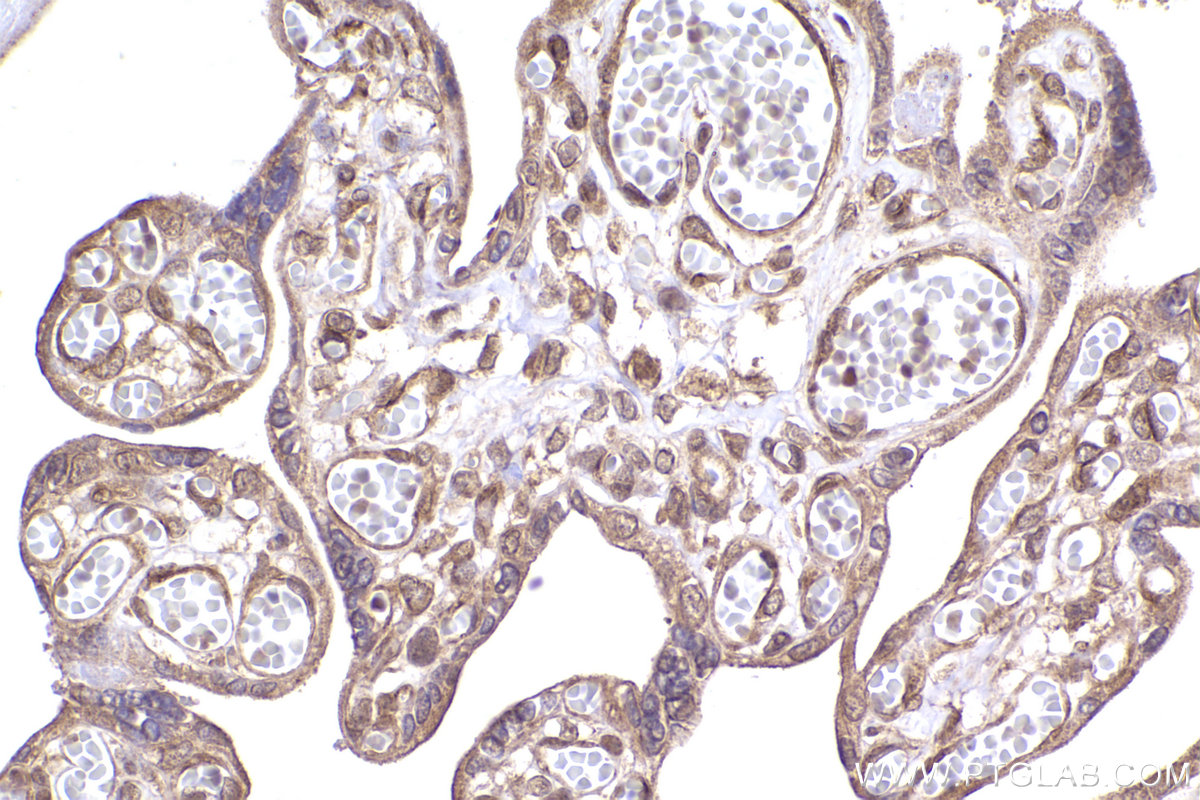 Immunohistochemical analysis of paraffin-embedded human placenta tissue slide using KHC2428 (TNK1 IHC Kit).