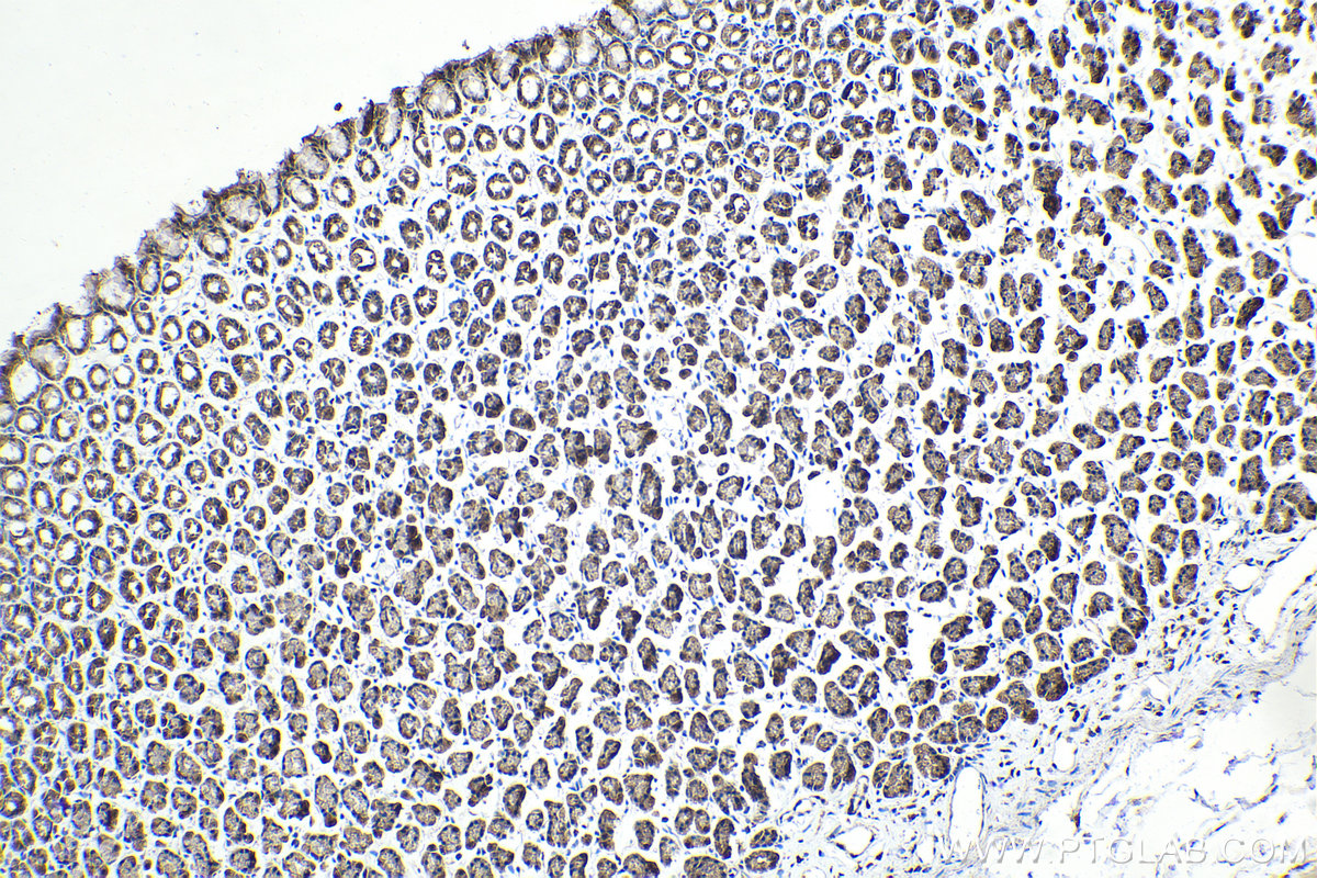 Immunohistochemical analysis of paraffin-embedded rat stomach tissue slide using KHC2095 (TRAK2 IHC Kit).