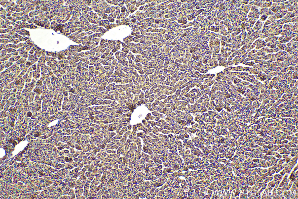 Immunohistochemical analysis of paraffin-embedded rat liver tissue slide using KHC2264 (TRAPA/SSR1 IHC Kit).