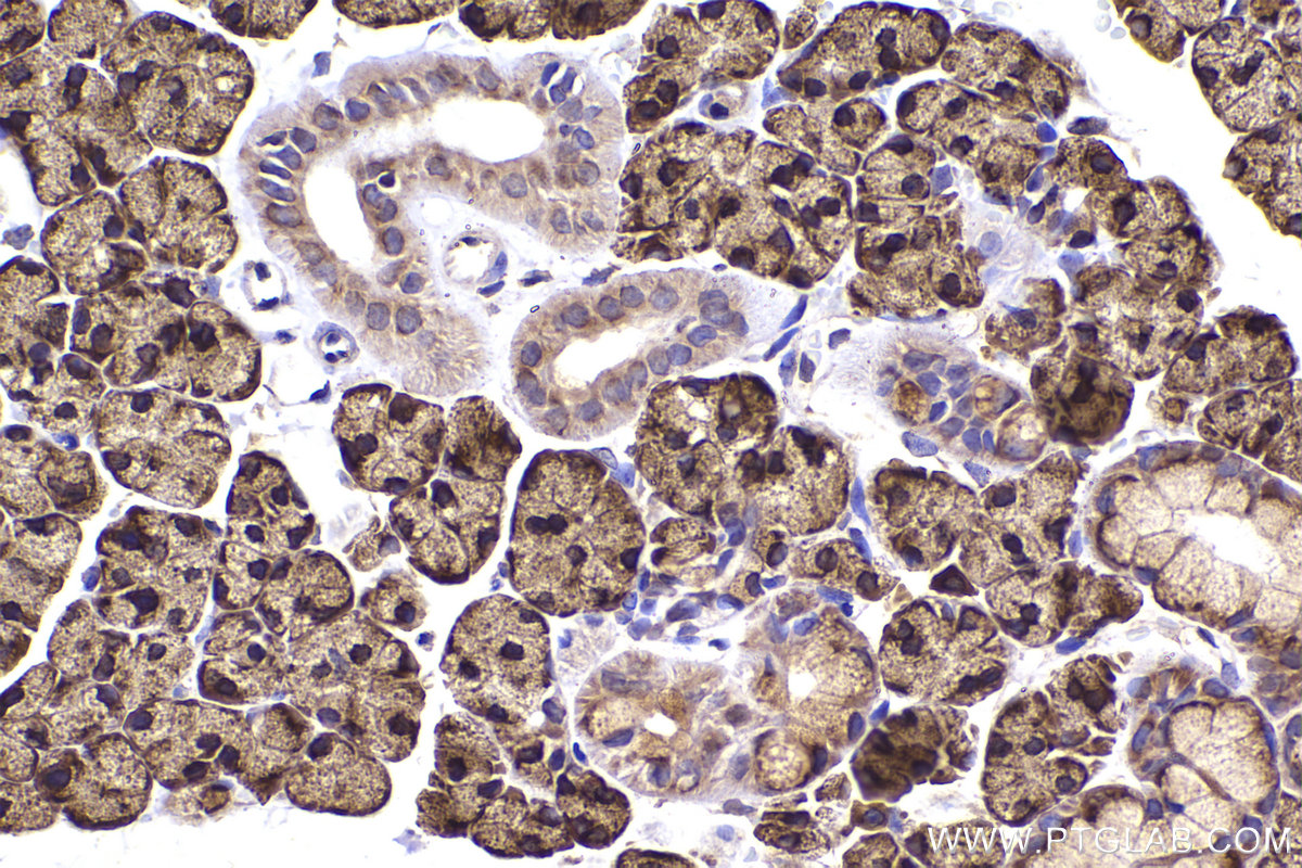 Immunohistochemical analysis of paraffin-embedded rat salivary gland tissue slide using KHC2264 (TRAPA/SSR1 IHC Kit).