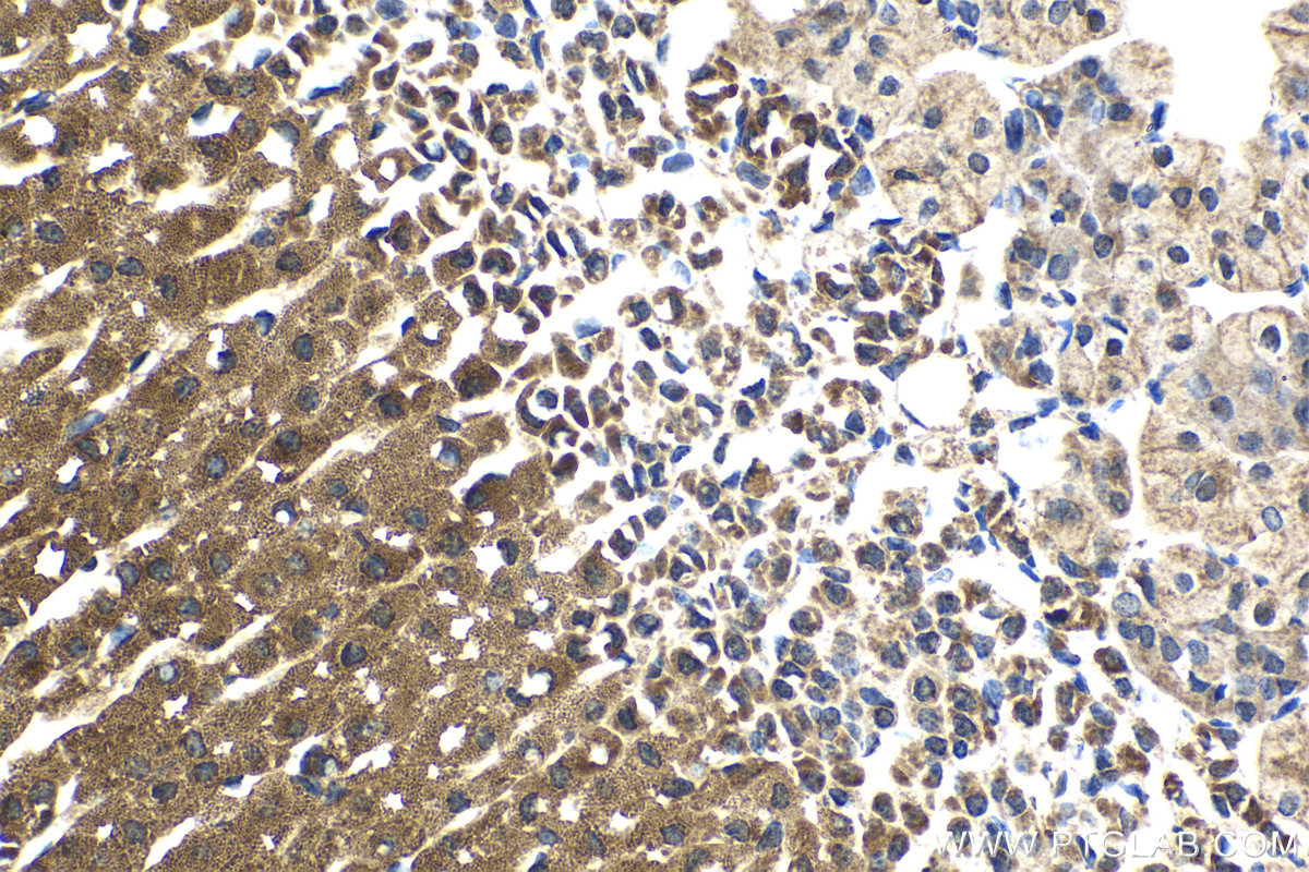 Immunohistochemical analysis of paraffin-embedded mouse adrenal gland tissue slide using KHC2092 (TRIAP1 IHC Kit).