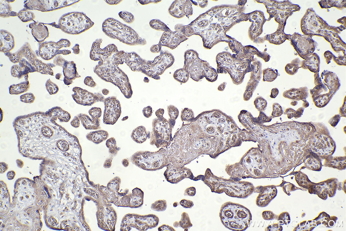 Immunohistochemical analysis of paraffin-embedded human placenta tissue slide using KHC2408 (TROAP IHC Kit).