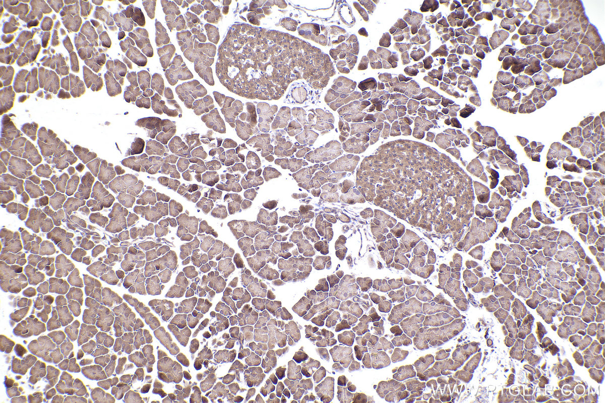 Immunohistochemical analysis of paraffin-embedded mouse pancreas tissue slide using KHC2407 (TWF1 IHC Kit).