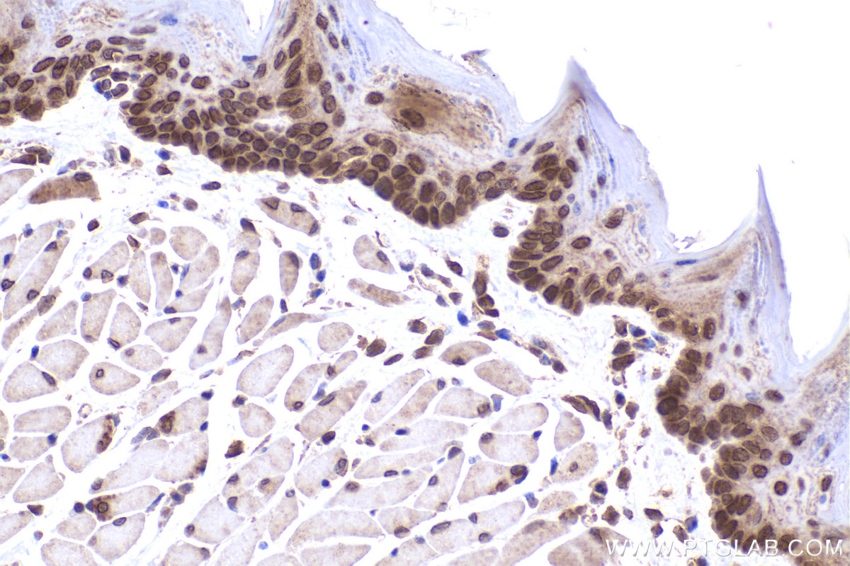 Immunohistochemical analysis of paraffin-embedded mouse tongue tissue slide using KHC2460 (UBE2V1 IHC Kit).