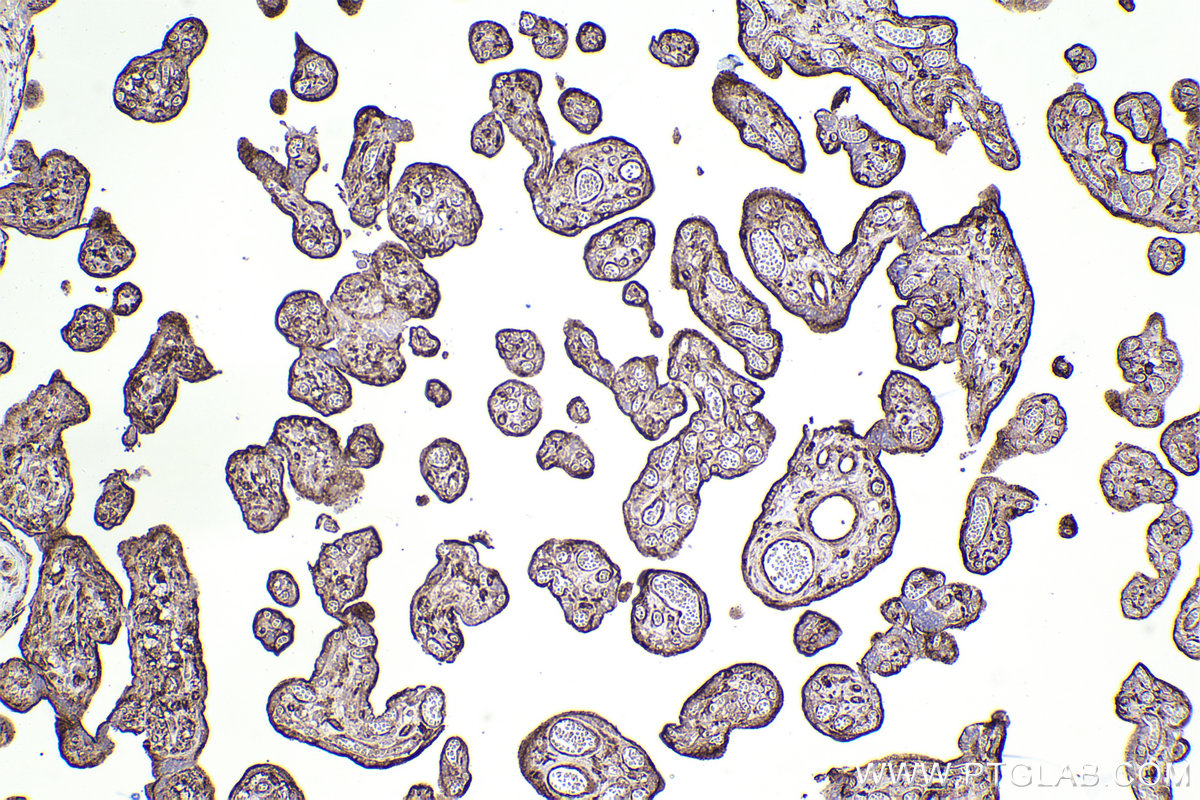 Immunohistochemical analysis of paraffin-embedded human placenta tissue slide using KHC2500 (VAMP3/Cellubrevin IHC Kit).