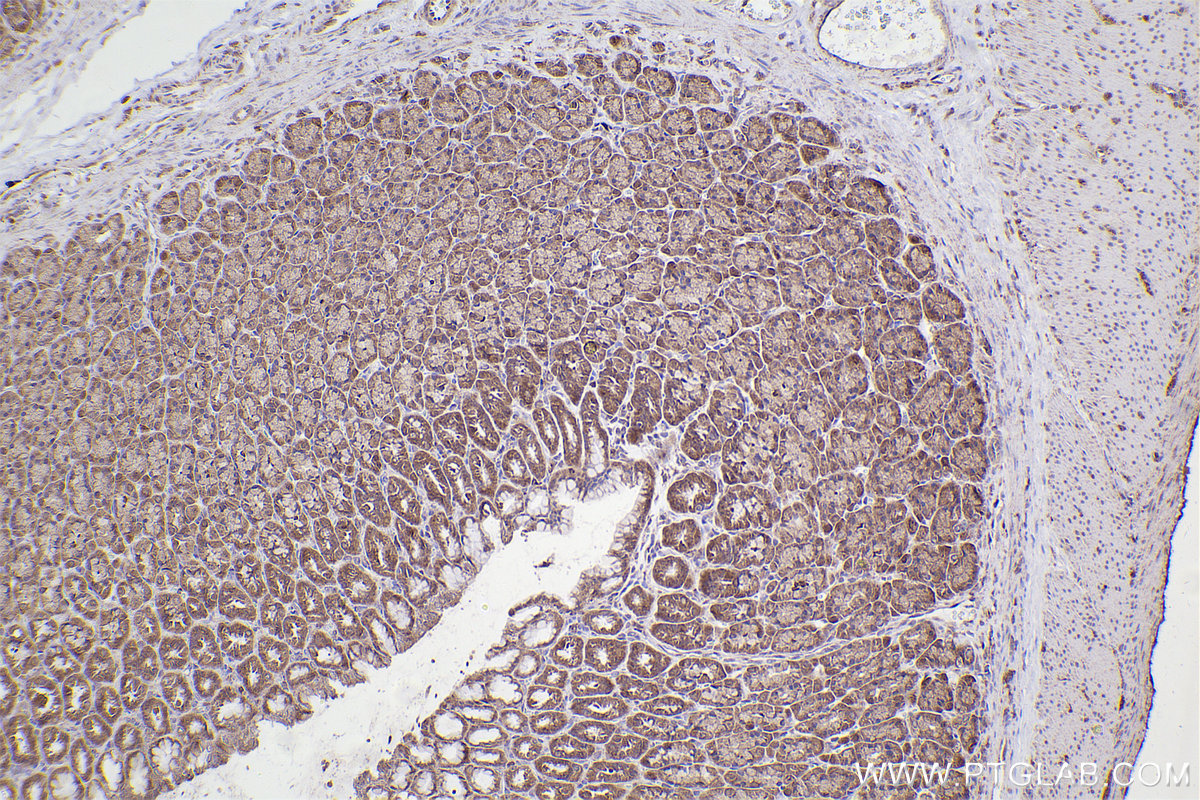 Immunohistochemical analysis of paraffin-embedded rat stomach tissue slide using KHC2312 (VAV2 IHC Kit).