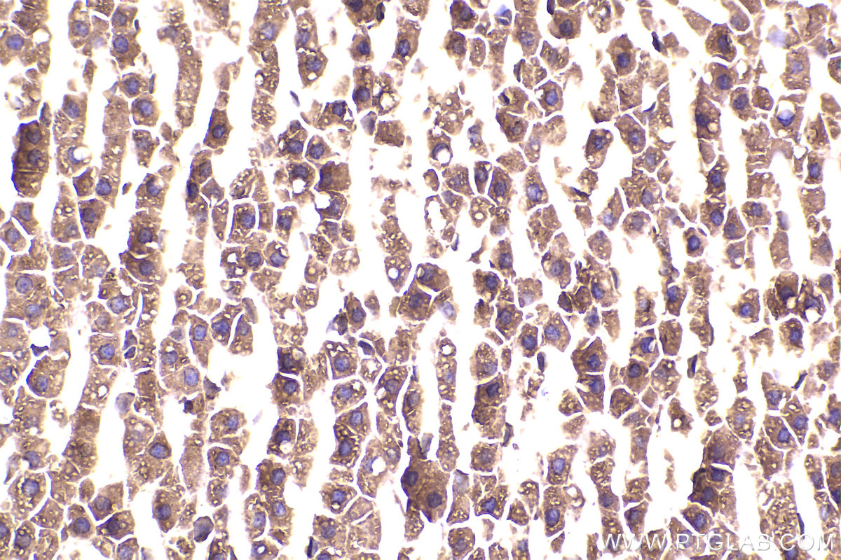 Immunohistochemical analysis of paraffin-embedded rat adrenal gland tissue slide using KHC2265 (VDAC2 IHC Kit).