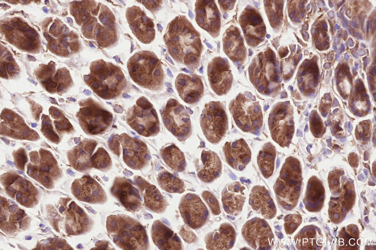 Immunohistochemical analysis of paraffin-embedded mouse stomach tissue slide using KHC2560 (VPS53 IHC Kit).