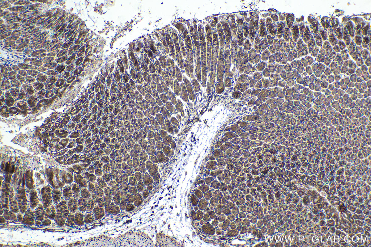 Immunohistochemical analysis of paraffin-embedded mouse stomach tissue slide using KHC1422 (WASL IHC Kit).