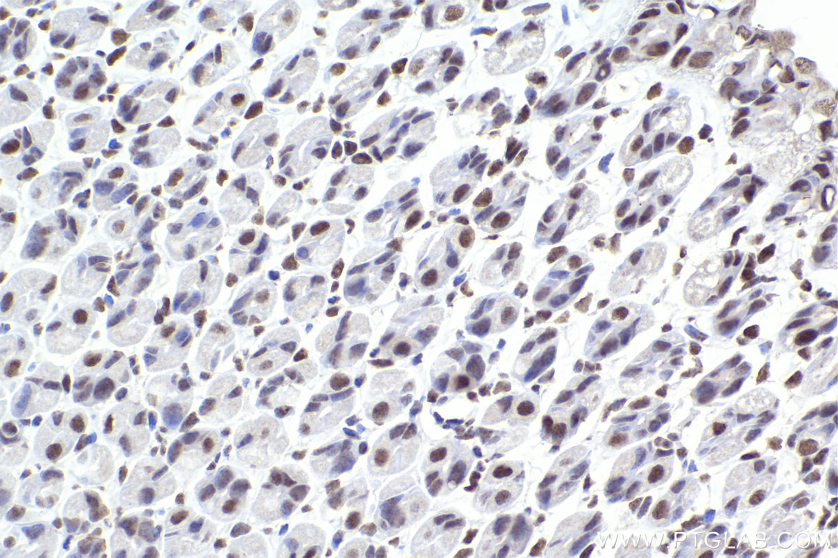 Immunohistochemical analysis of paraffin-embedded mouse stomach tissue slide using KHC2210 (XPA IHC Kit).