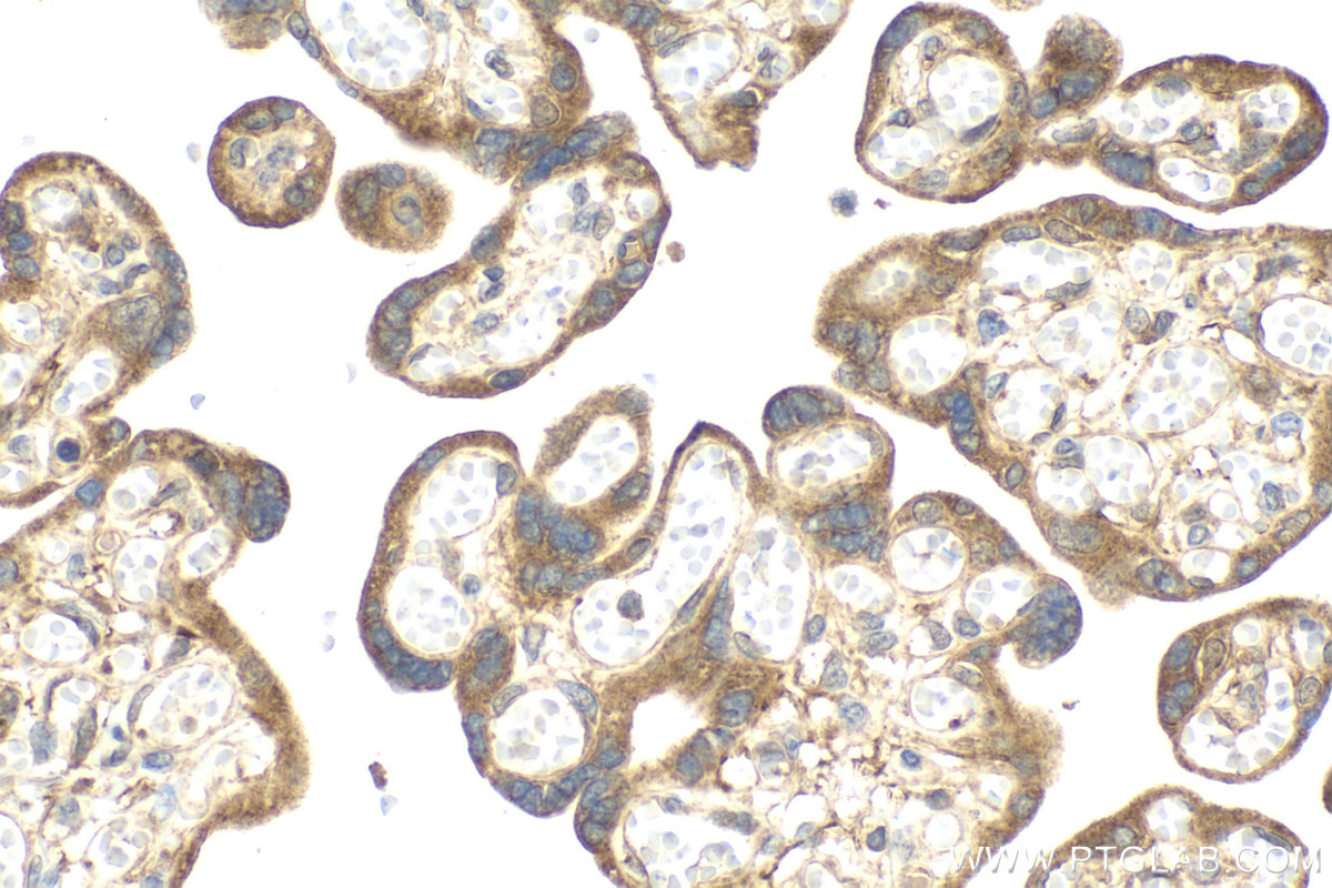 Immunohistochemical analysis of paraffin-embedded human placenta tissue slide using KHC2166 (YES1 IHC Kit).