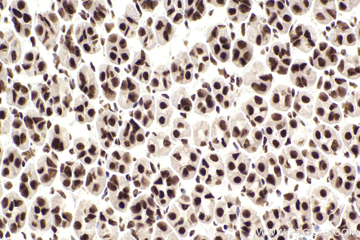 Immunohistochemical analysis of paraffin-embedded mouse stomach tissue slide using KHC2550 (ZC3H13 IHC Kit).