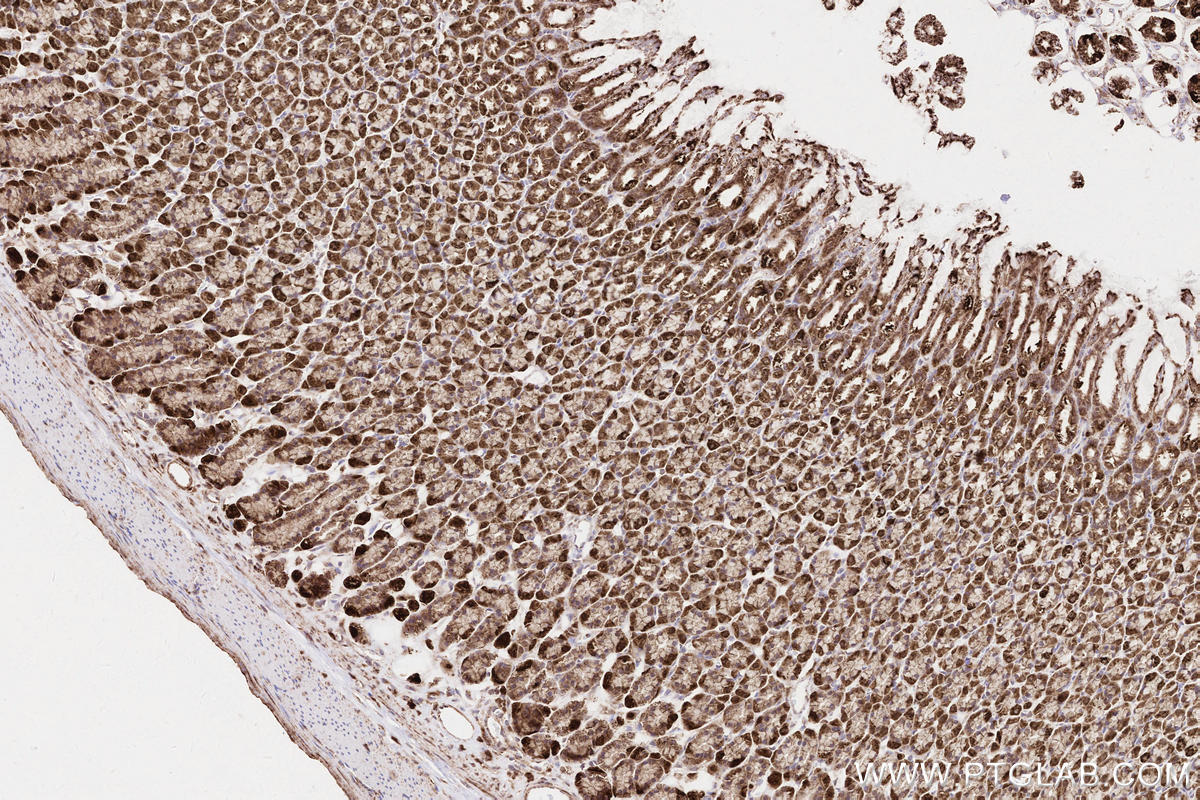 Immunohistochemical analysis of paraffin-embedded rat stomach tissue slide using KHC2572 (ZFYVE26 IHC Kit).