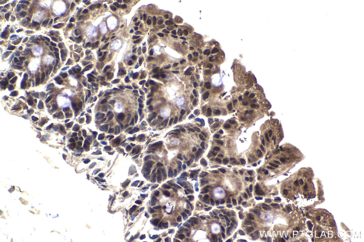 Immunohistochemical analysis of paraffin-embedded mouse small intestine tissue slide using KHC1937 (ZNF703 IHC Kit).