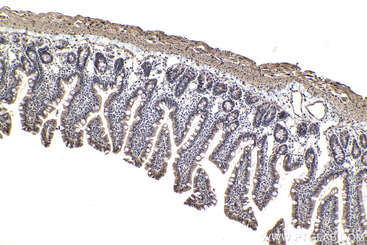 Immunohistochemical analysis of paraffin-embedded rat small intestine tissue slide using KHC1937 (ZNF703 IHC Kit).