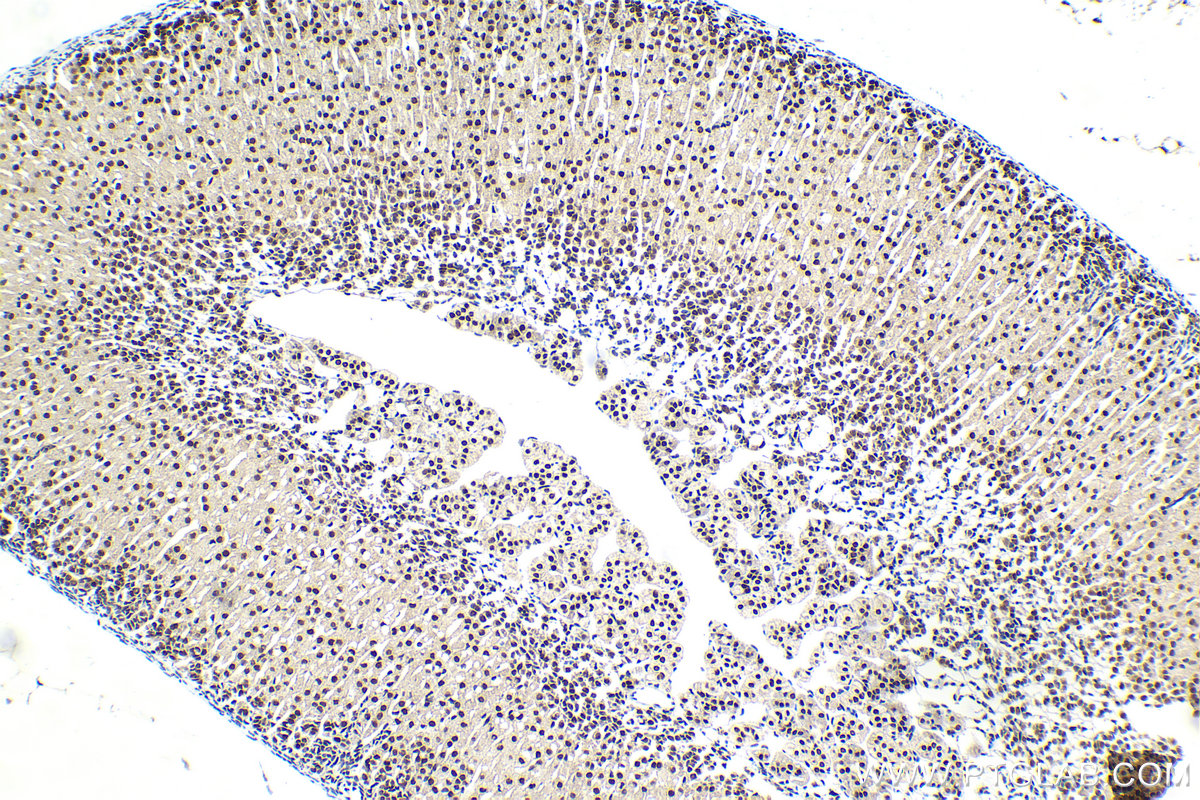 Immunohistochemical analysis of paraffin-embedded mouse adrenal gland tissue slide using KHC2077 (ZNHIT1 IHC Kit).