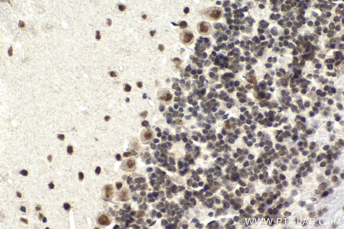 Immunohistochemical analysis of paraffin-embedded mouse cerebellum tissue slide using KHC2077 (ZNHIT1 IHC Kit).