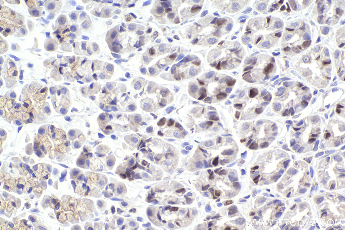 Immunohistochemical analysis of paraffin-embedded rat stomach tissue slide using KHC2218 (RBL1 IHC Kit).