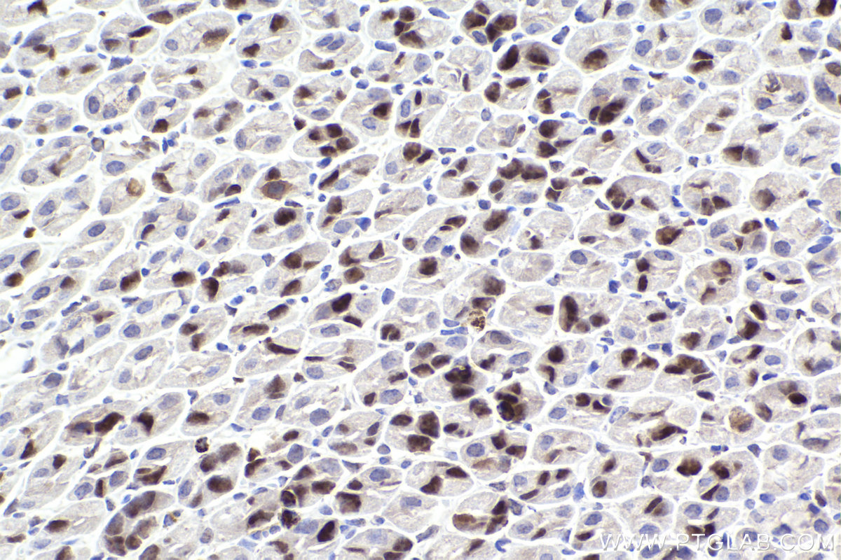 Immunohistochemical analysis of paraffin-embedded mouse stomach tissue slide using KHC2218 (RBL1 IHC Kit).