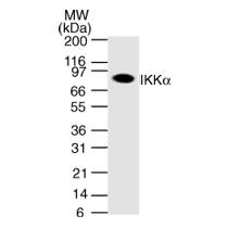 IKKa mAb tested by Western blot. IKKa detection by Western blot analysis. The detection of IKKa was performed using 30 ug of whole-cell extract from Daudi cells with the IKKa mAb at a 1 ug/ml dilution.