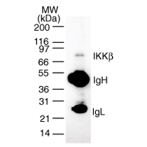 IKKb mAb (Clone 10A9B6) tested by Western blot. Immunoprecipitation of IKKb. 2 ug of IKKb mAb (Clone 10A9B6) was used to immunoprecipitate IKKb from 1 x 106 cells. The immunoprecipitated protein was detected by Western blotting using the same antibody. The IKKb protein detected was ~87 kDa in size.