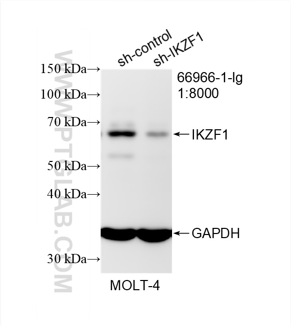 Western Blot (WB) analysis of MOLT-4 cells using IKZF1 Monoclonal antibody (66966-1-Ig)