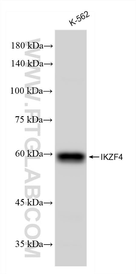 Western Blot (WB) analysis of K-562 cells using IKZF4 Recombinant antibody (83471-5-RR)