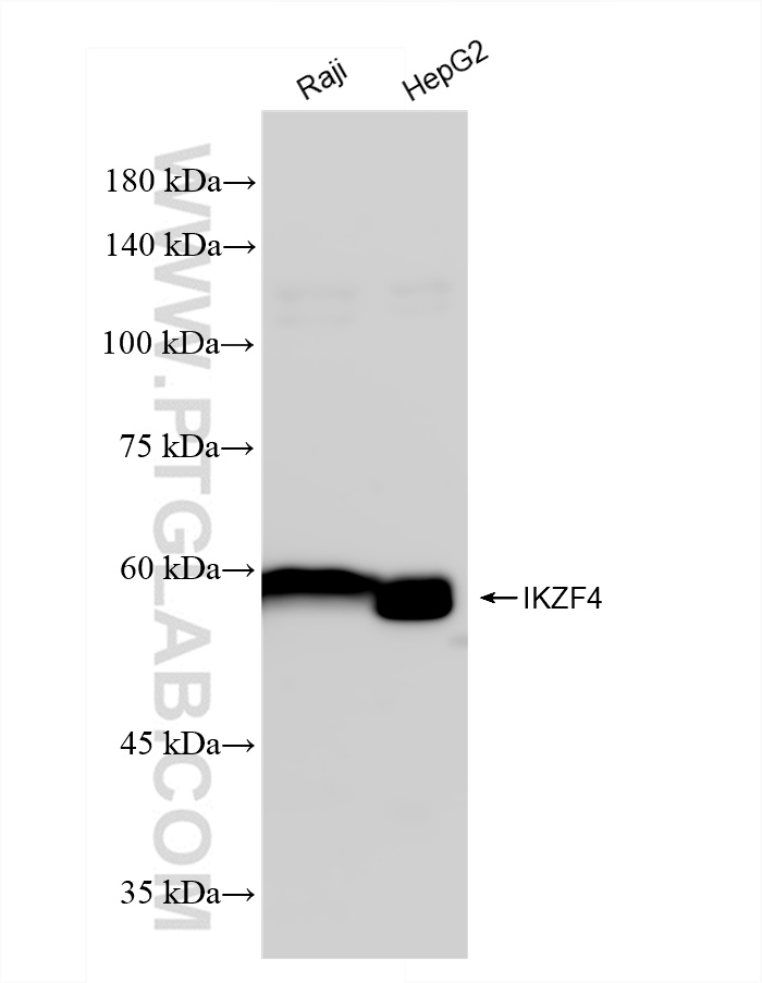 Western Blot (WB) analysis of various lysates using IKZF4 Recombinant antibody (83471-5-RR)