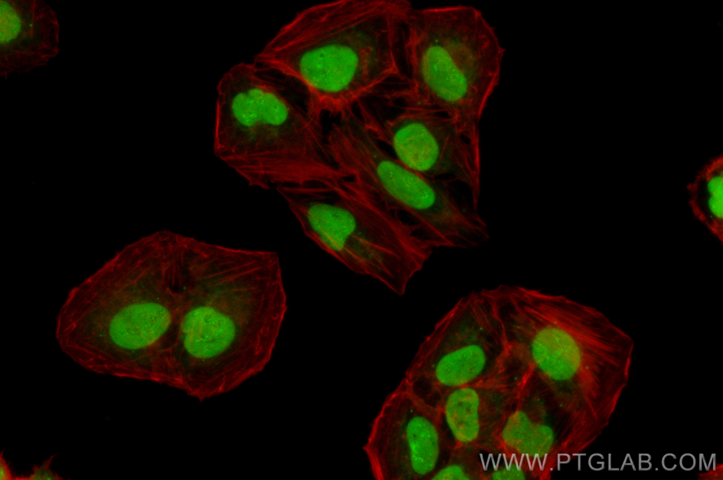 Immunofluorescence (IF) / fluorescent staining of U2OS cells using CoraLite® Plus 488-conjugated IKZF4 Recombinant an (CL488-83471-5)