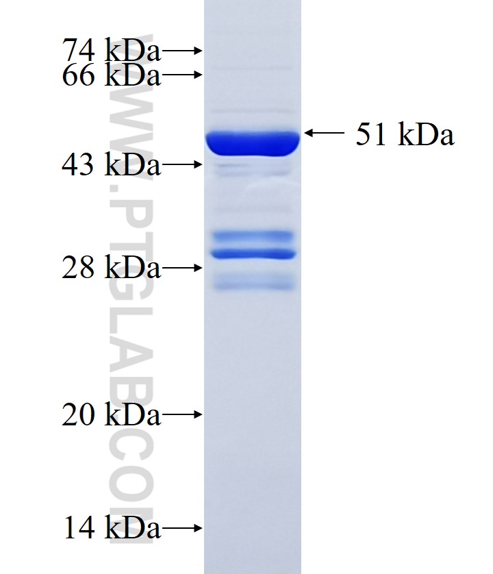 IKZF4 fusion protein Ag34767 SDS-PAGE