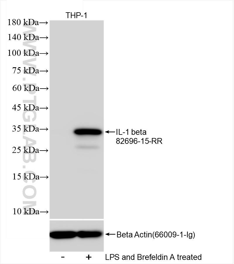 Western Blot (WB) analysis of THP-1 cells using IL-1 beta Recombinant antibody (82696-15-RR)