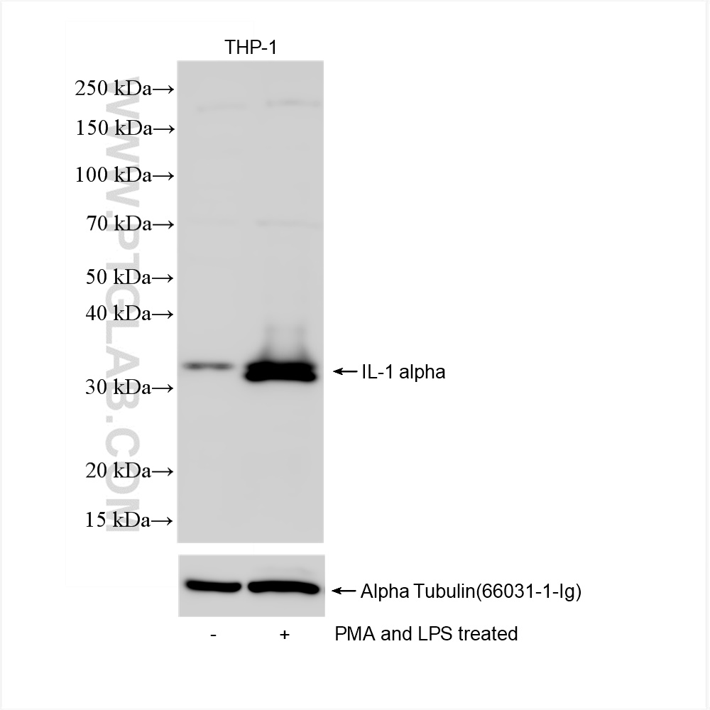 Western Blot (WB) analysis of THP-1 cells using IL-1 alpha Recombinant antibody (84411-5-RR)